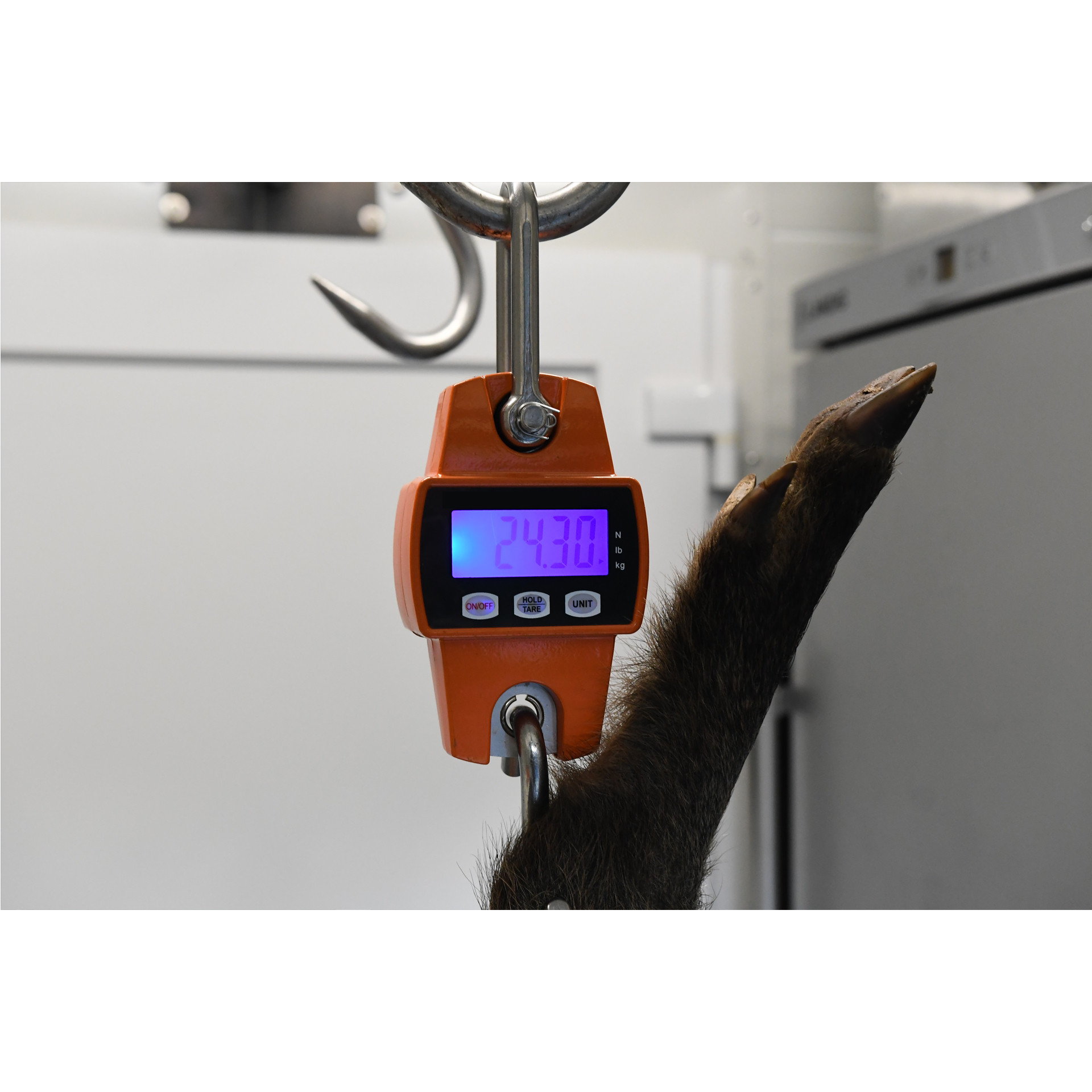 Heck-Pack 300 kg bilancia sospesa digitale con display LCD tara